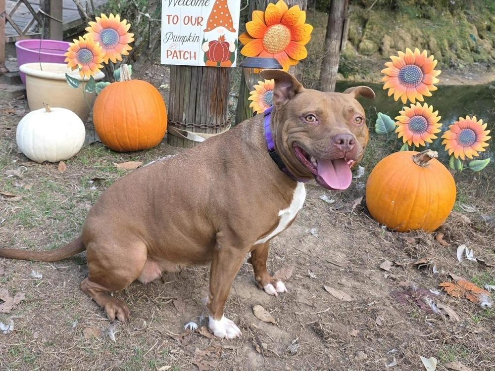 Abby Girl #46776 aka Tostada, a Adoptable mixed breed in Aulac, NB image 3/6