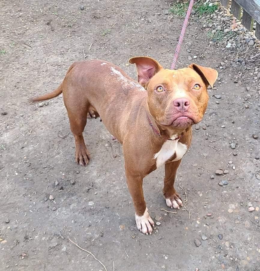 Abby Girl #46776 aka Tostada, a Adoptable mixed breed in Aulac, NB image 4/6