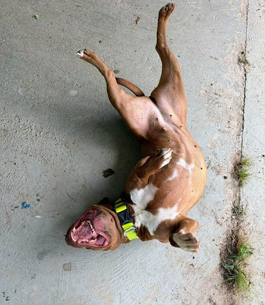 Enlarge Abby Girl #46776 aka Tostada, a Adoptable mixed breed in Aulac, NB image 2/6