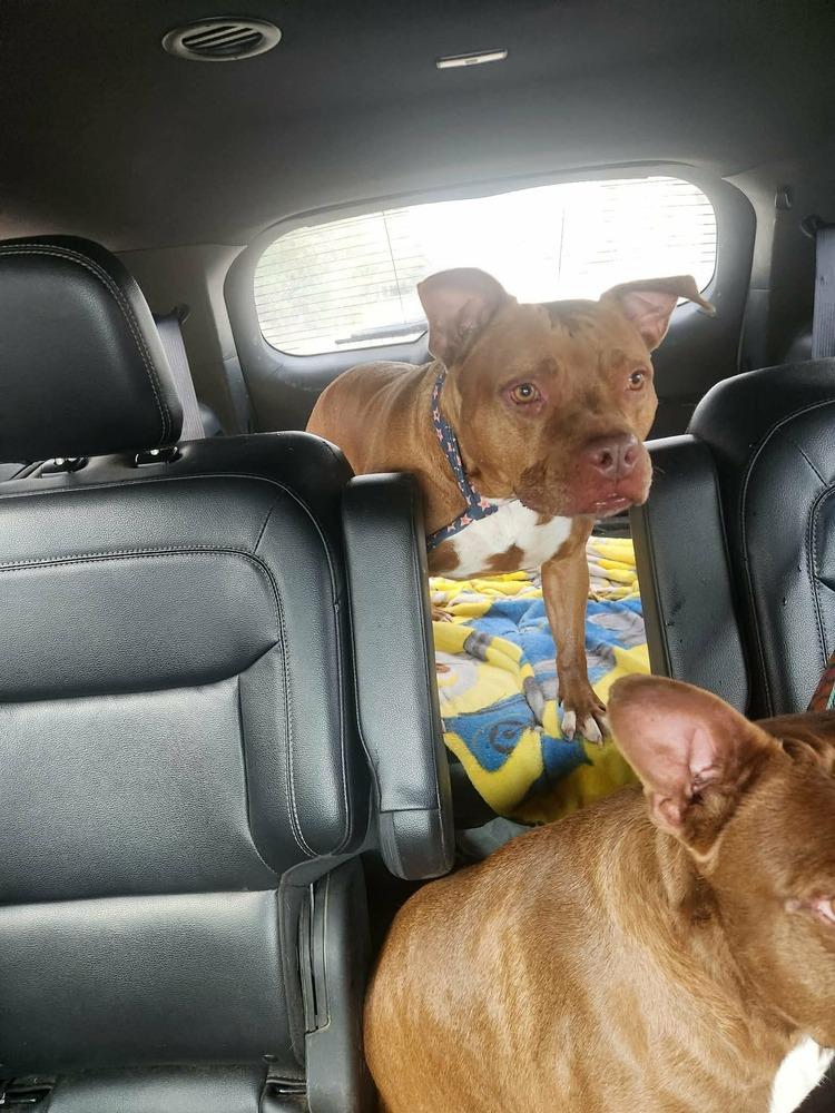 Enlarge Abby Girl #46776 aka Tostada, a Adoptable mixed breed in Aulac, NB image 3/6