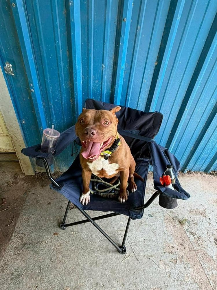 Enlarge Abby Girl #46776 aka Tostada, a Adoptable mixed breed in Aulac, NB image 3/6