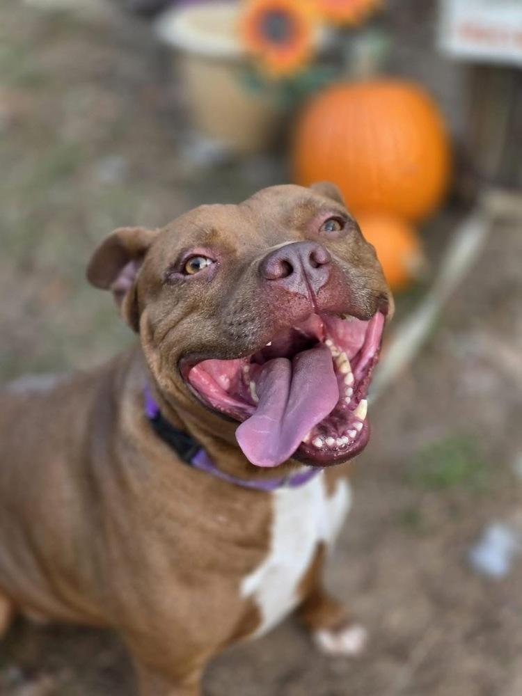 Abby Girl #46776 aka Tostada, a Adoptable mixed breed in Aulac, NB image 5/6