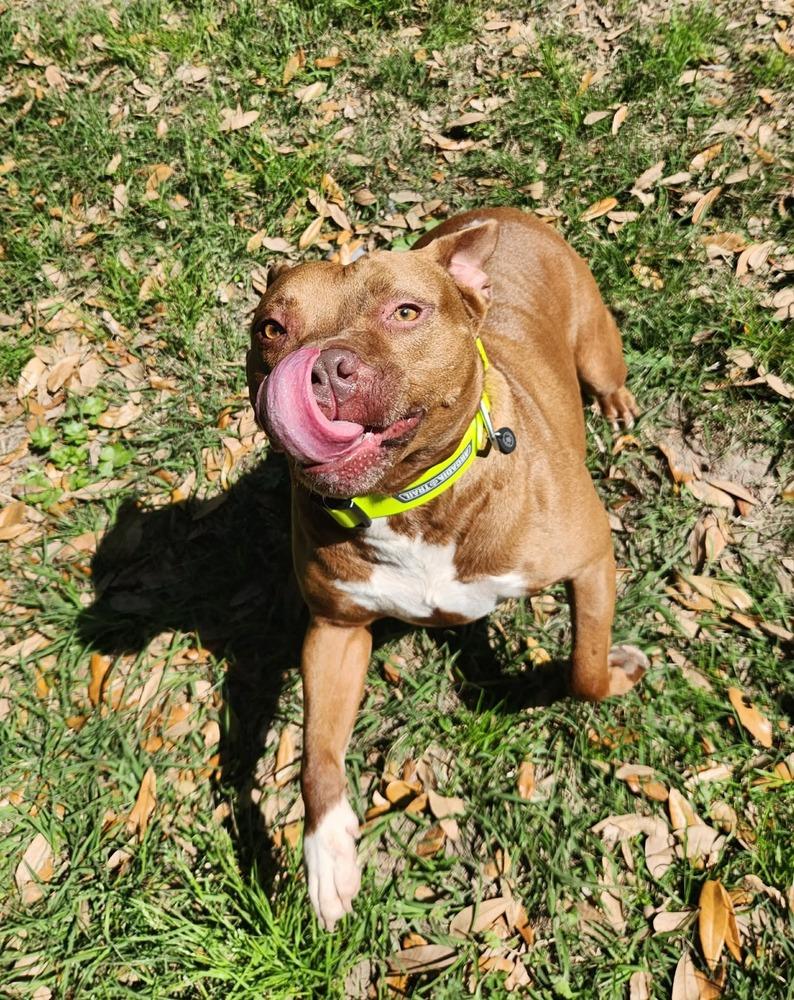 Enlarge Abby Girl #46776 aka Tostada, a Adoptable mixed breed in Aulac, NB image 4/6