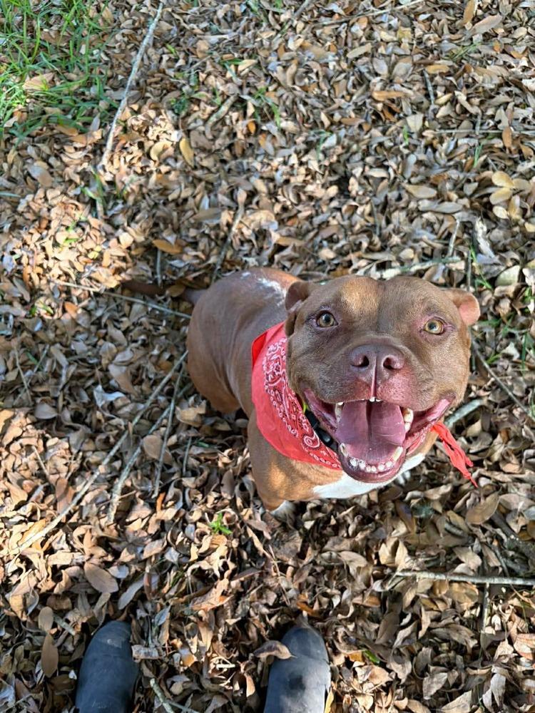 Enlarge Abby Girl #46776 aka Tostada, a Adoptable mixed breed in Aulac, NB image 4/6