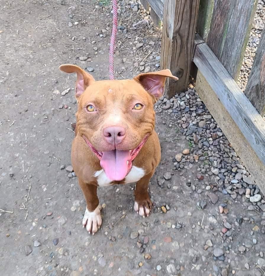 Enlarge Abby Girl #46776 aka Tostada, a Adoptable mixed breed in Aulac, NB image 6/6