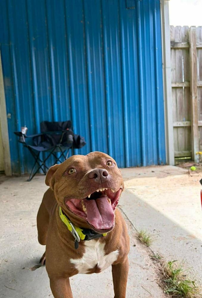 Enlarge Abby Girl #46776 aka Tostada, a Adoptable mixed breed in Aulac, NB image 5/6