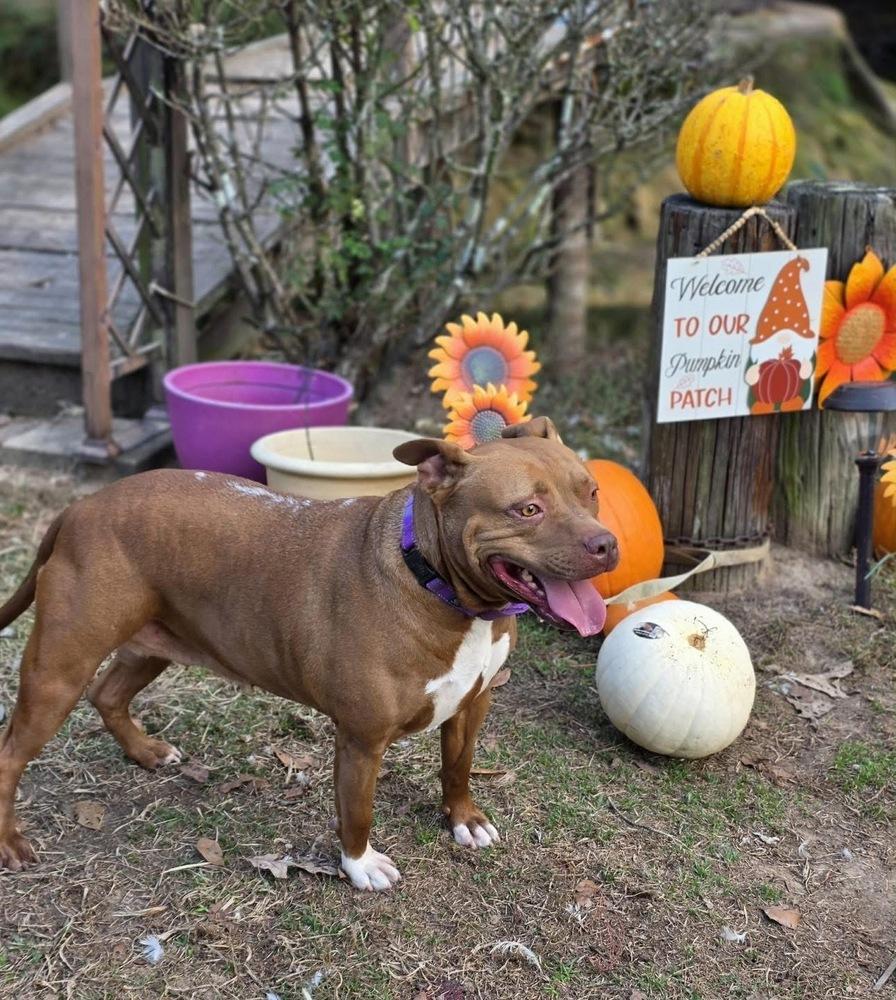 Abby Girl #46776 aka Tostada, a Adoptable mixed breed in Aulac, NB image 6/6