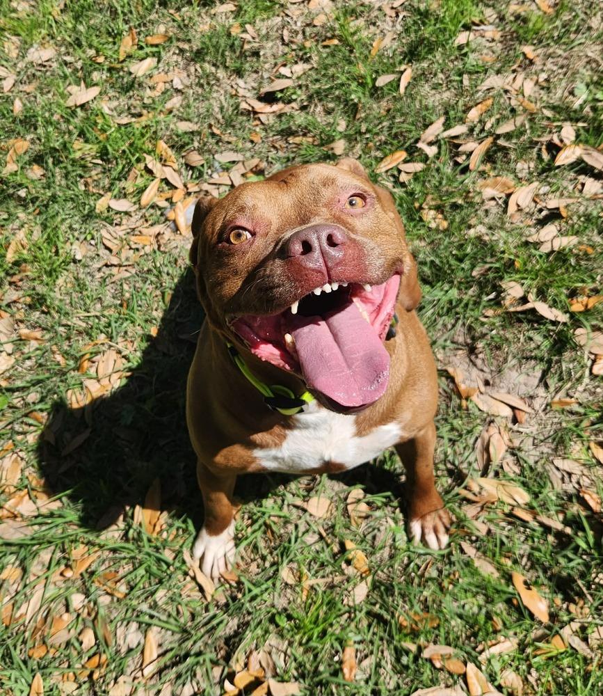 Enlarge Abby Girl #46776 aka Tostada, a Adoptable mixed breed in Aulac, NB image 5/6