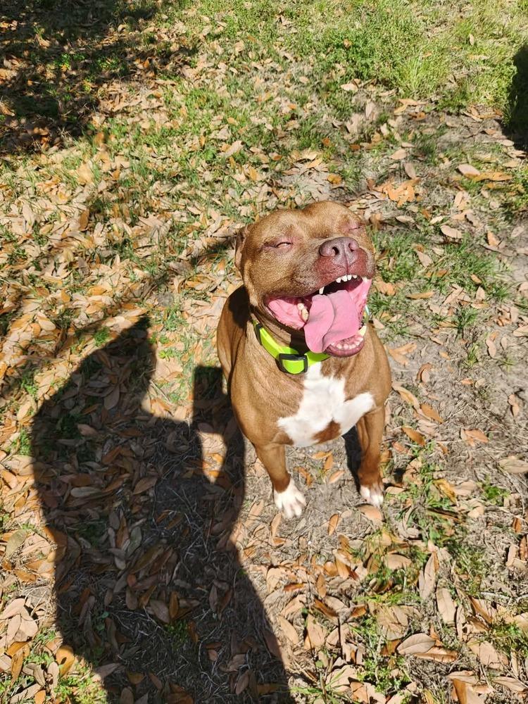 Enlarge Abby Girl #46776 aka Tostada, a Adoptable mixed breed in Aulac, NB image 6/6