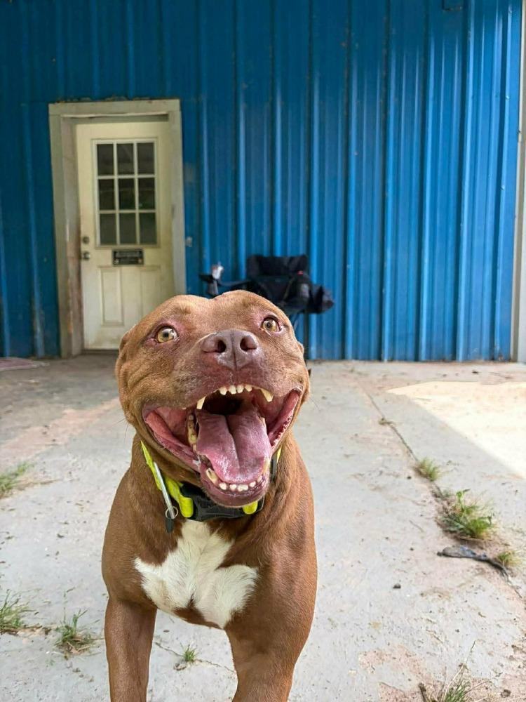 Enlarge Abby Girl #46776 aka Tostada, a Adoptable mixed breed in Aulac, NB image 6/6