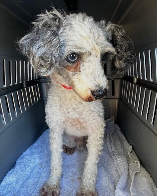Enlarge Ricky, a Adoptable Poodle in Washington, DC image 1/2