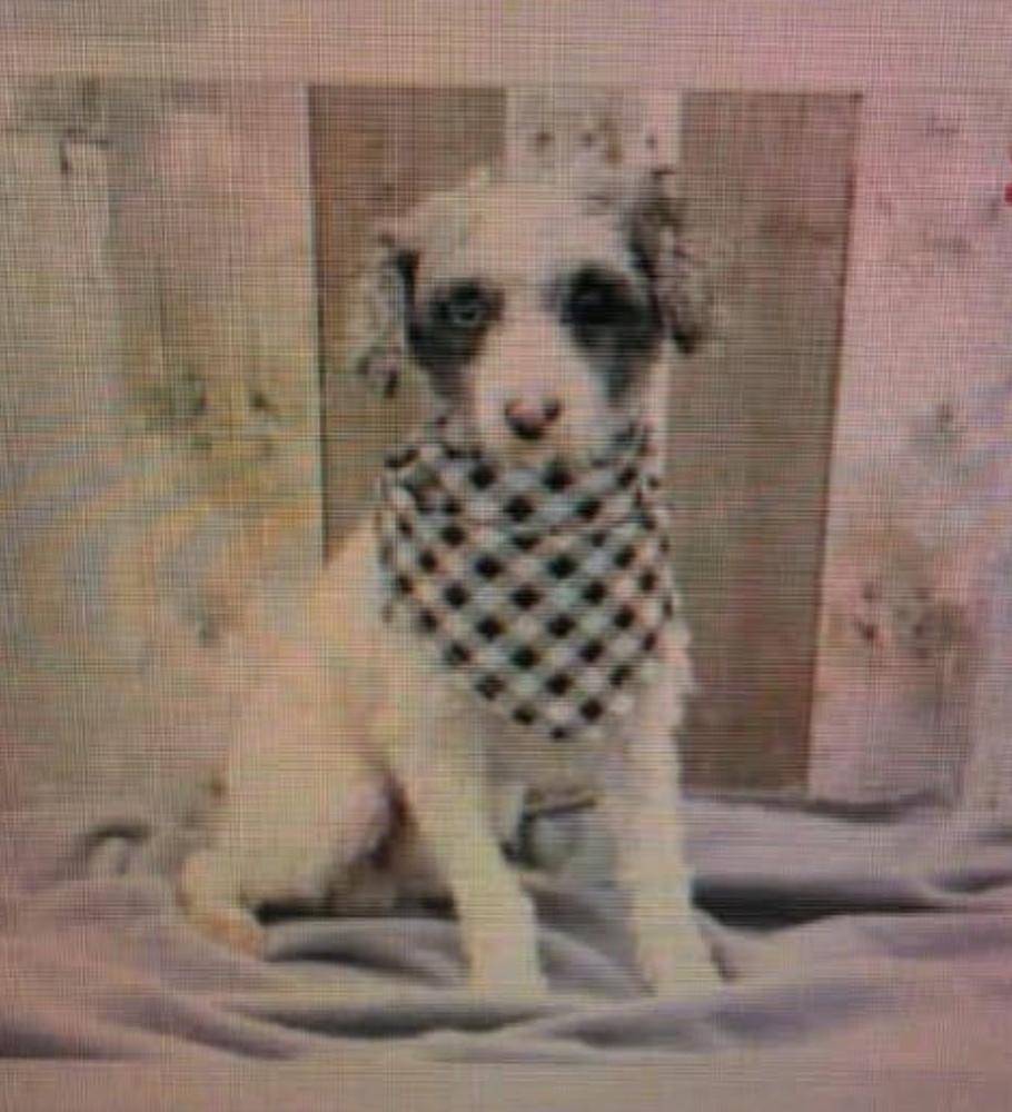 Enlarge Ricky, a Adoptable Poodle in Washington, DC image 2/2