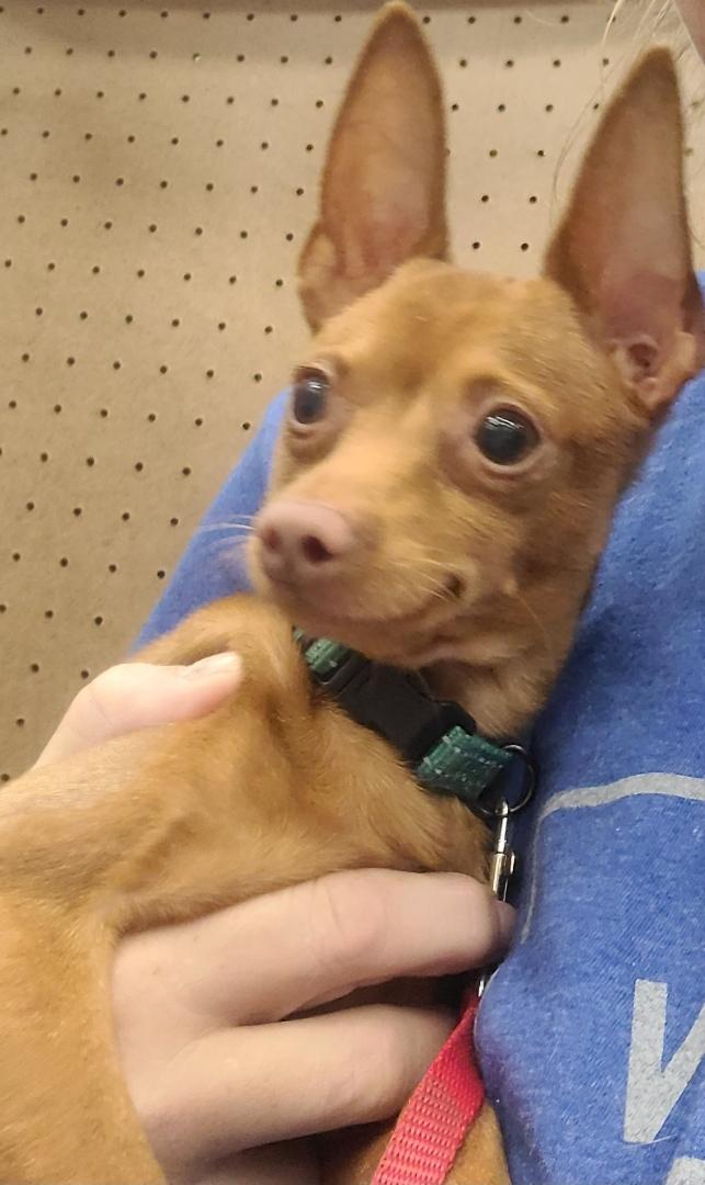 Enlarge Red, a Adopted Miniature Pinscher in Logansport, IN image 1/1