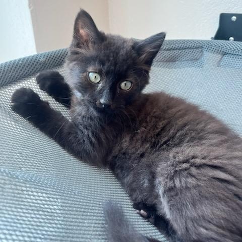 Enlarge Little John (ID 52245), an adoptable Domestic Medium Hair in Manassas, VA image 1/1