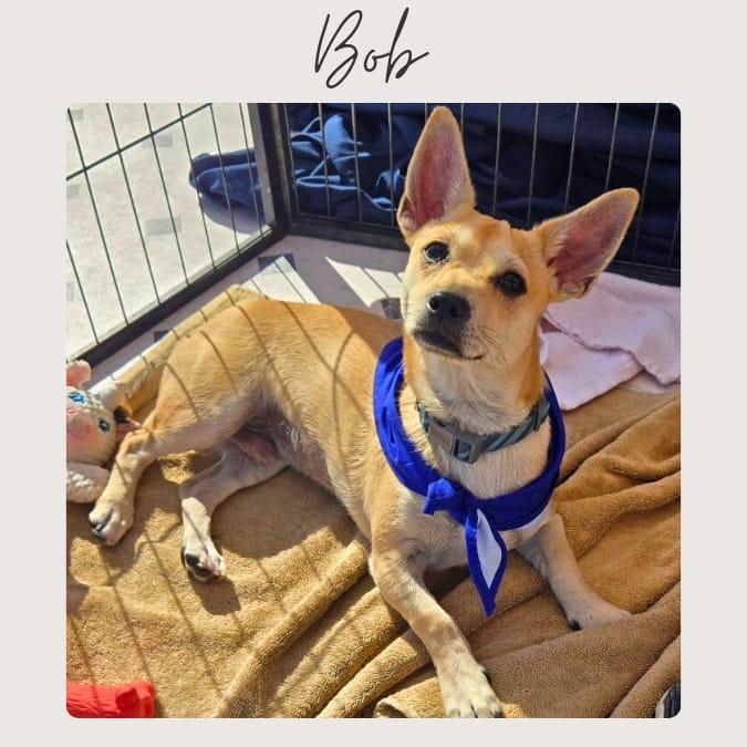 BOB, Adoptable, Young Male Chihuahua & Corgi.