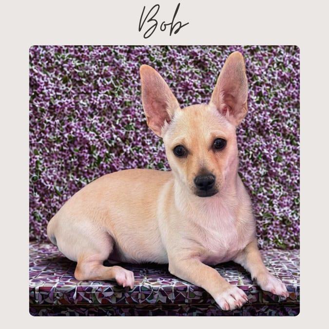 BOB, a Adoptable mixed breed in San Juan Capistrano, CA image 1/5