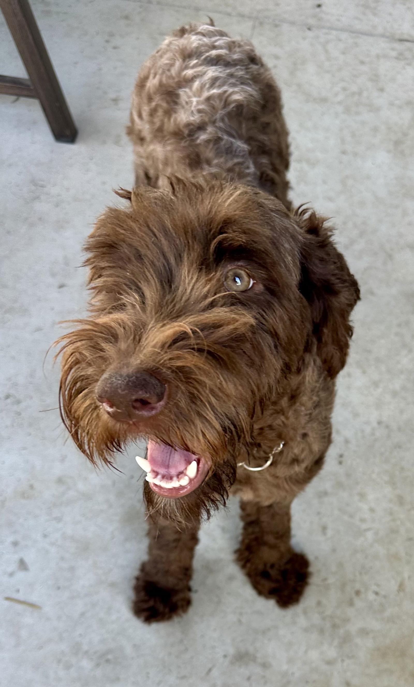 Cinnamon LabD, Adoptable, Young Female Poodle & Labrador Retriever.