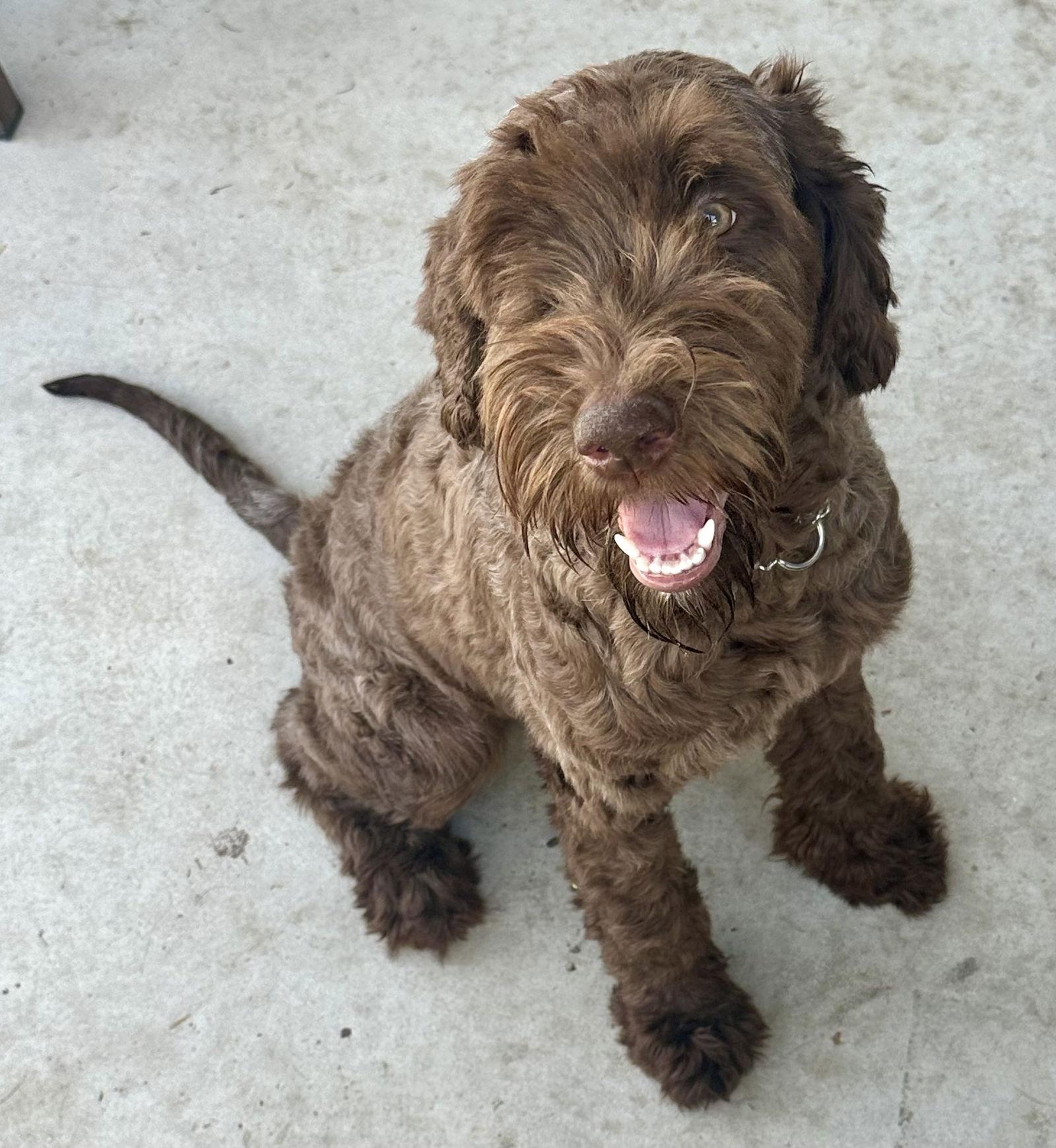 Enlarge Cinnamon LabD, a Adoptable mixed breed in Valrico, FL image 2/3