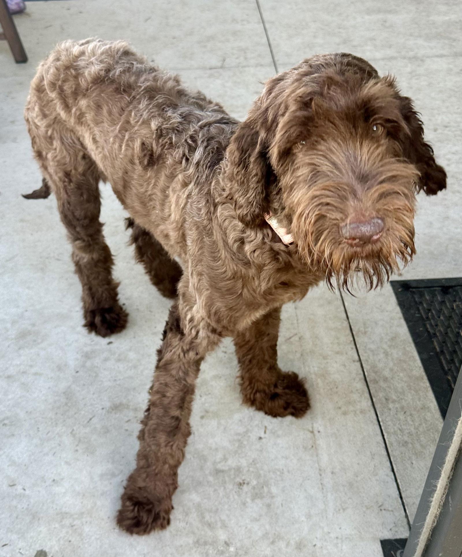 Enlarge Cinnamon LabD, a Adoptable mixed breed in Valrico, FL image 3/3