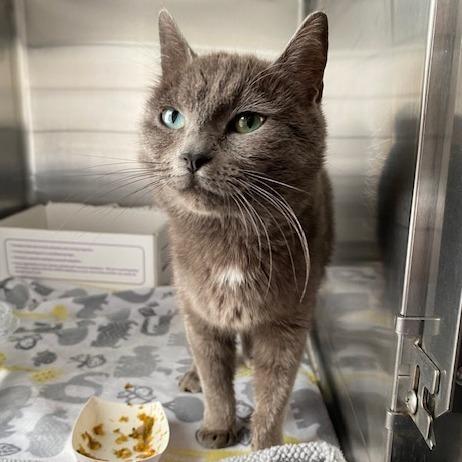 Misty, Adoptable, Young Female Domestic Medium Hair.