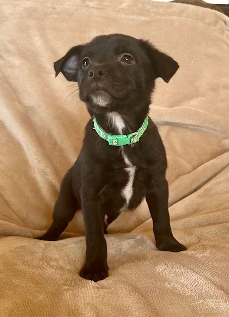 Enlarge Barney, a Adoptable Labrador Retriever in Duluth, MN image 1/2
