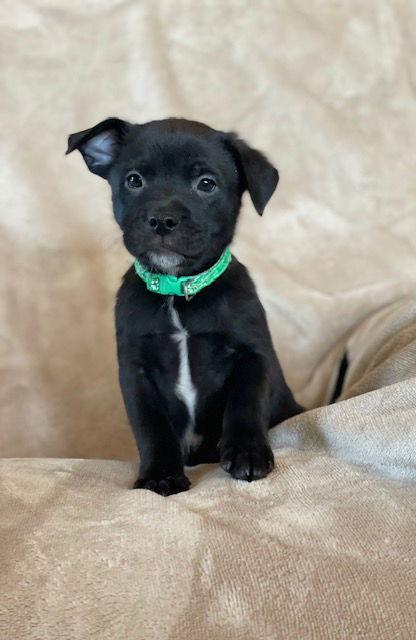 Enlarge Barney, a Adoptable Labrador Retriever in Duluth, MN image 2/2