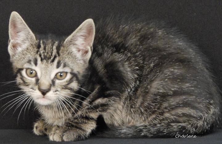 Enlarge Acorn, a Adoptable Domestic Short Hair in Newland, NC image 1/1