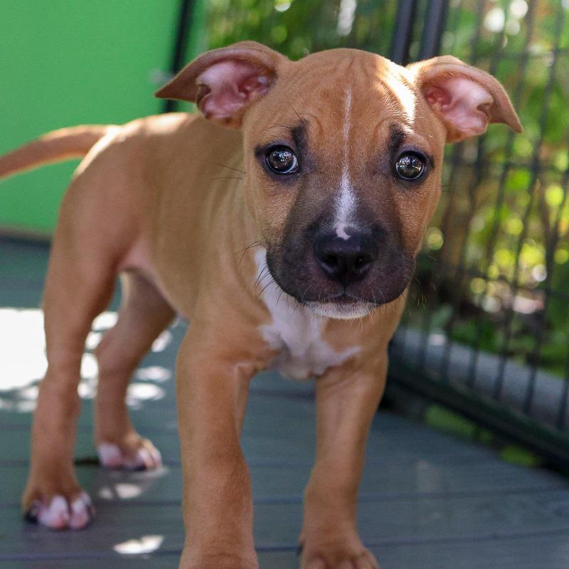 Enlarge Cosmic Glow, a Adoptable Pit Bull Terrier in Bradenton, FL image 1/3