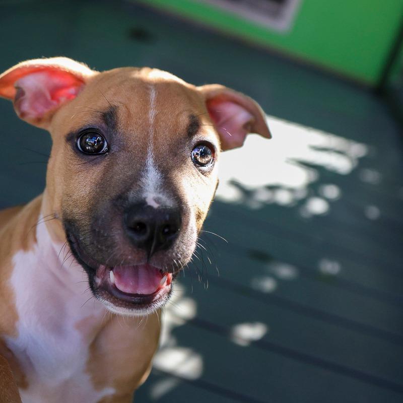 Enlarge Cosmic Glow, a Adoptable Pit Bull Terrier in Bradenton, FL image 2/3