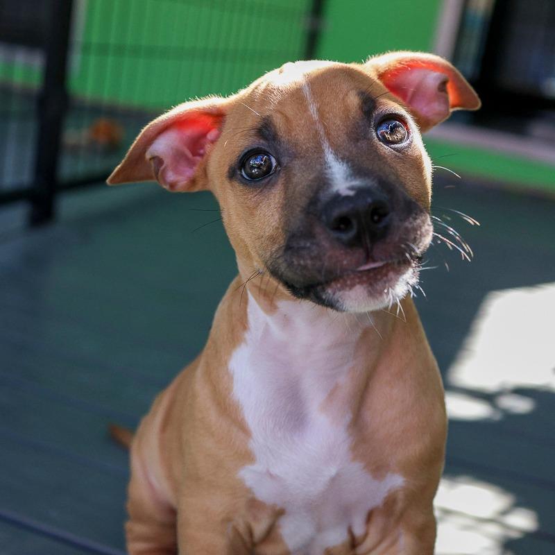 Enlarge Cosmic Glow, a Adoptable Pit Bull Terrier in Bradenton, FL image 3/3