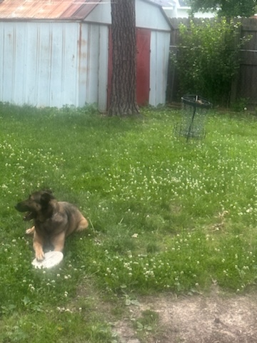 Otter (Foster), a Adoptable German Shepherd Dog in Springfield, MO image 5/9