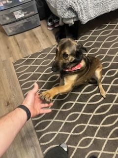 Otter (Foster), a Adoptable German Shepherd Dog in Springfield, MO image 6/9