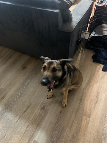 Enlarge Otter (Foster), a Adoptable German Shepherd Dog in Springfield, MO image 7/9