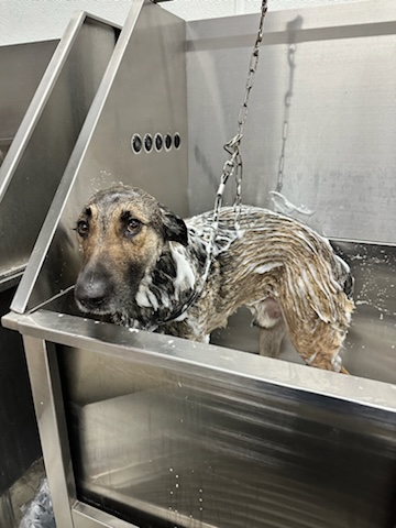 Enlarge Otter (Foster), a Adoptable German Shepherd Dog in Springfield, MO image 8/9