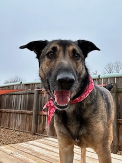 Otter (Foster), Adoptable, Adult Male German Shepherd Dog.