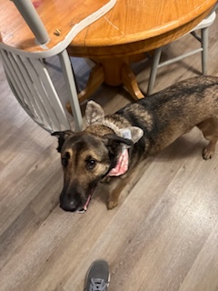 Enlarge Otter (Foster), a Adoptable German Shepherd Dog in Springfield, MO image 9/9