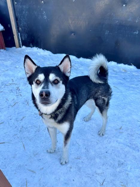 KNOX, Adoptable, Adult Male Siberian Husky.