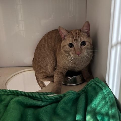 Tamm, Adoptable, Adult Male Domestic Short Hair.