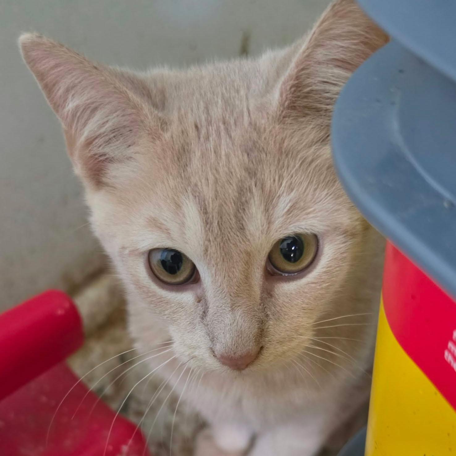 Enlarge Erling, a Adoptable mixed breed in Harrisburg, PA image 1/5