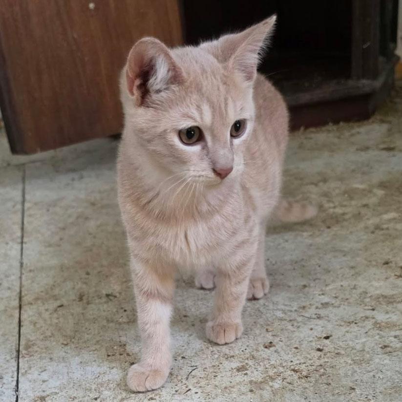 Enlarge Erling, a Adoptable mixed breed in Harrisburg, PA image 4/5