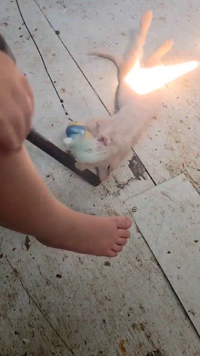 Enlarge Erling, a Adoptable mixed breed in Harrisburg, PA video 5/5