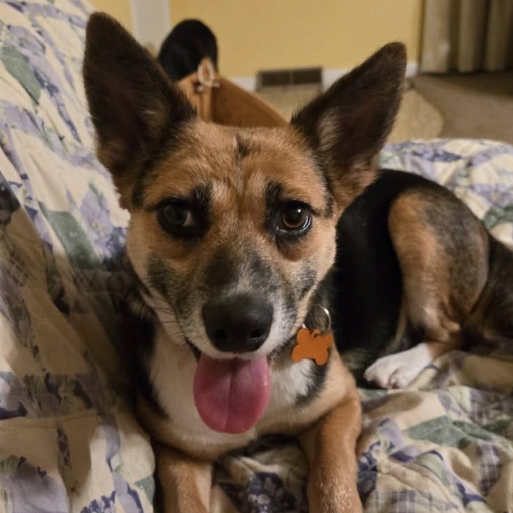 Rhea  Current Pups thumbnail 5