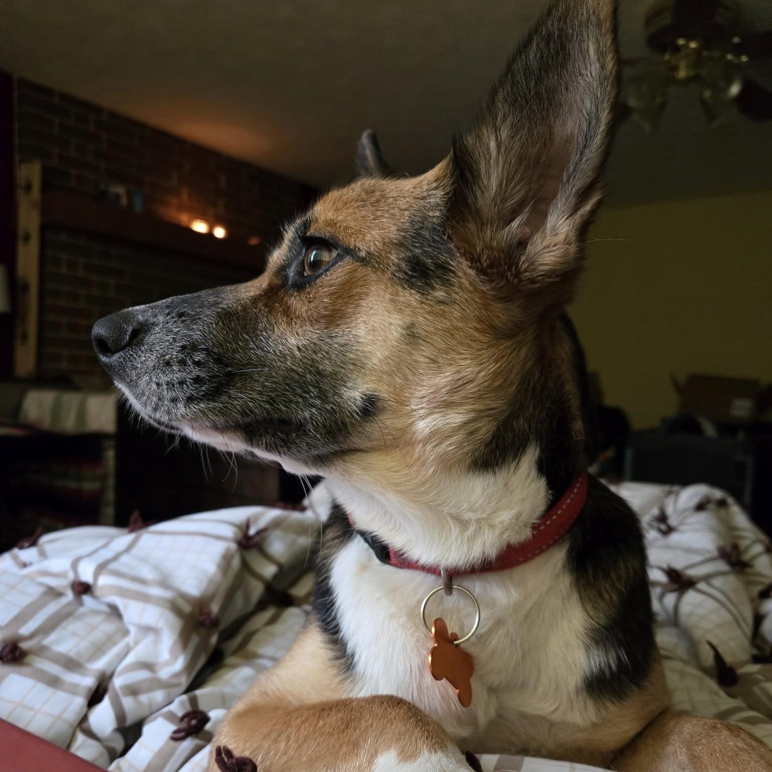 Rhea  Current Pups thumbnail 6