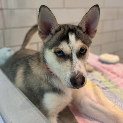 Harmony, Adoptable, Young Female Husky & Mixed Breed.
