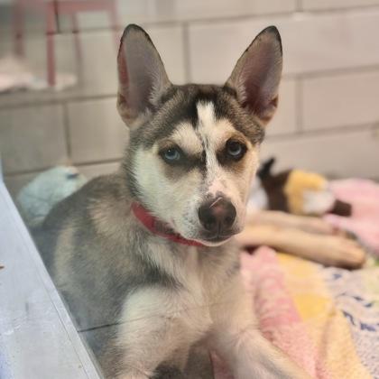 Enlarge Harmony, a Adoptable mixed breed in San Francisco, CA image 2/2