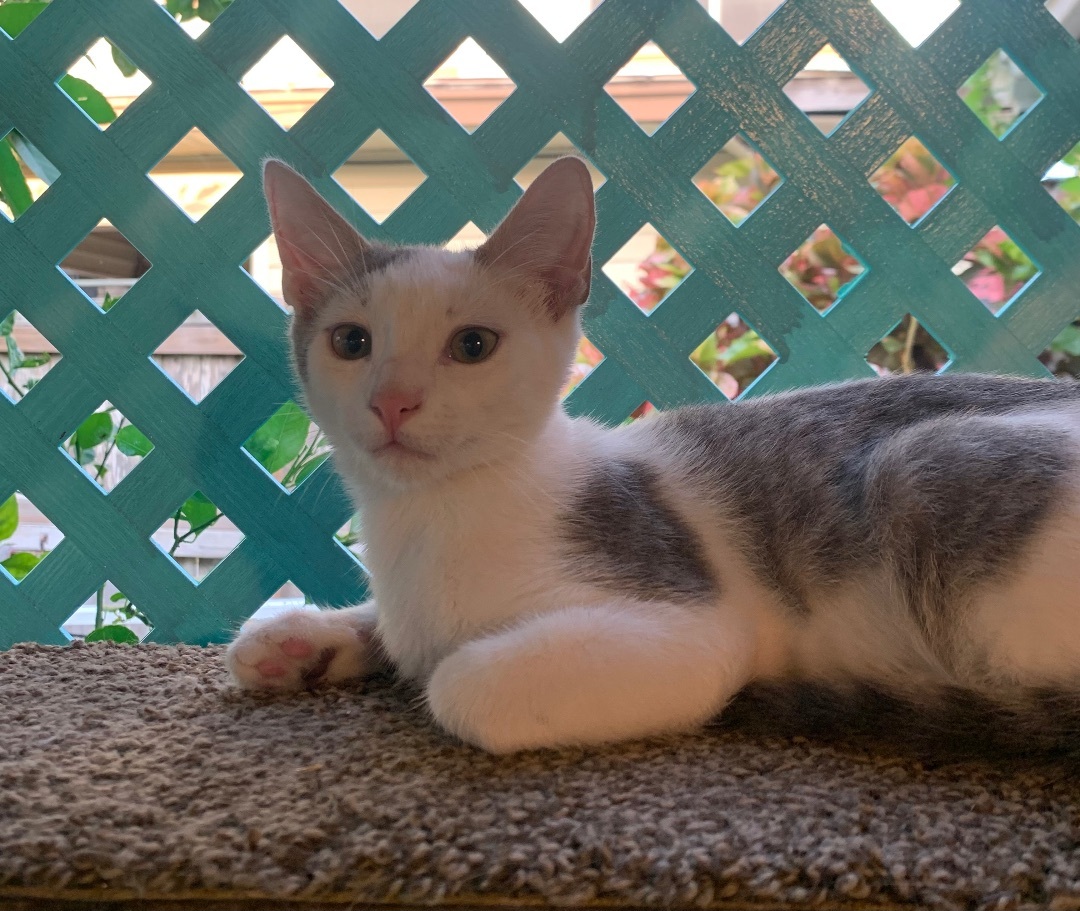 Enlarge Hector, a Adoptable Domestic Short Hair in Mabank, TX image 1/8