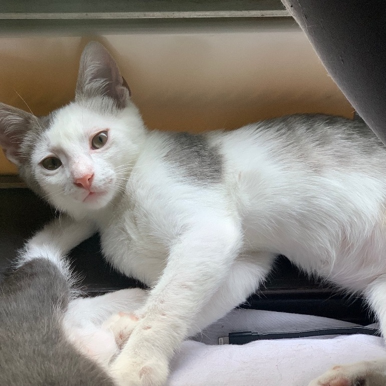 Enlarge Hector, a Adoptable Domestic Short Hair in Mabank, TX image 2/8