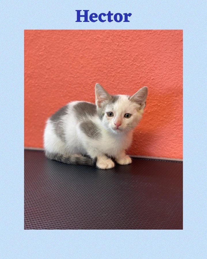 Enlarge Hector, a Adoptable Domestic Short Hair in Mabank, TX image 3/8