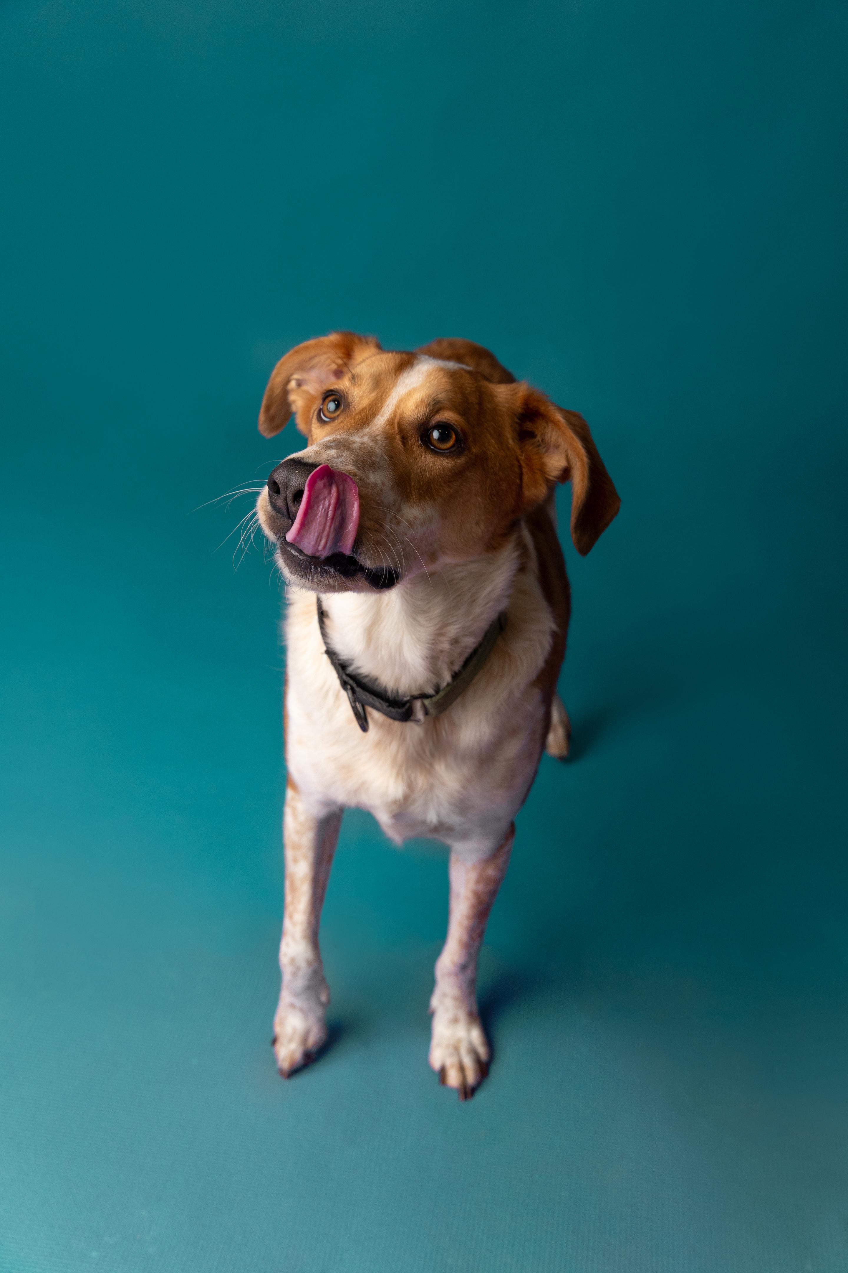 Enlarge Dexter, a ADOPTABLE mixed breed in Mississauga, ON image 1/4