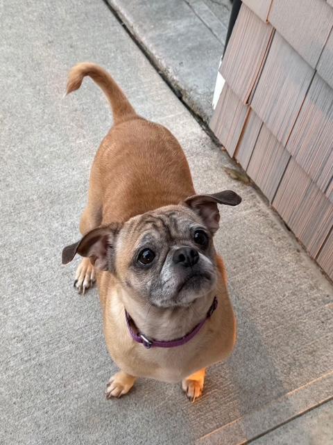 Enlarge Idaho, a ADOPTABLE Puggle in East Sparta, OH image 4/6